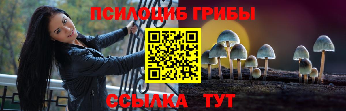 дарнет шоп  Сосновый Бор  Галлюциногенные грибы Psilocybine cubensis  Псилоцибиновые грибы Psilocybe 